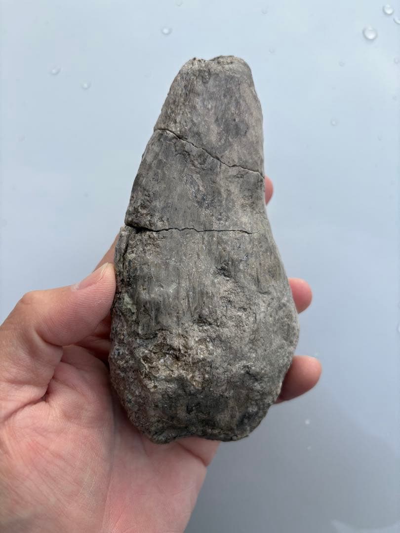 ジュラ紀のアンキロサウルスの棘　化石　恐竜