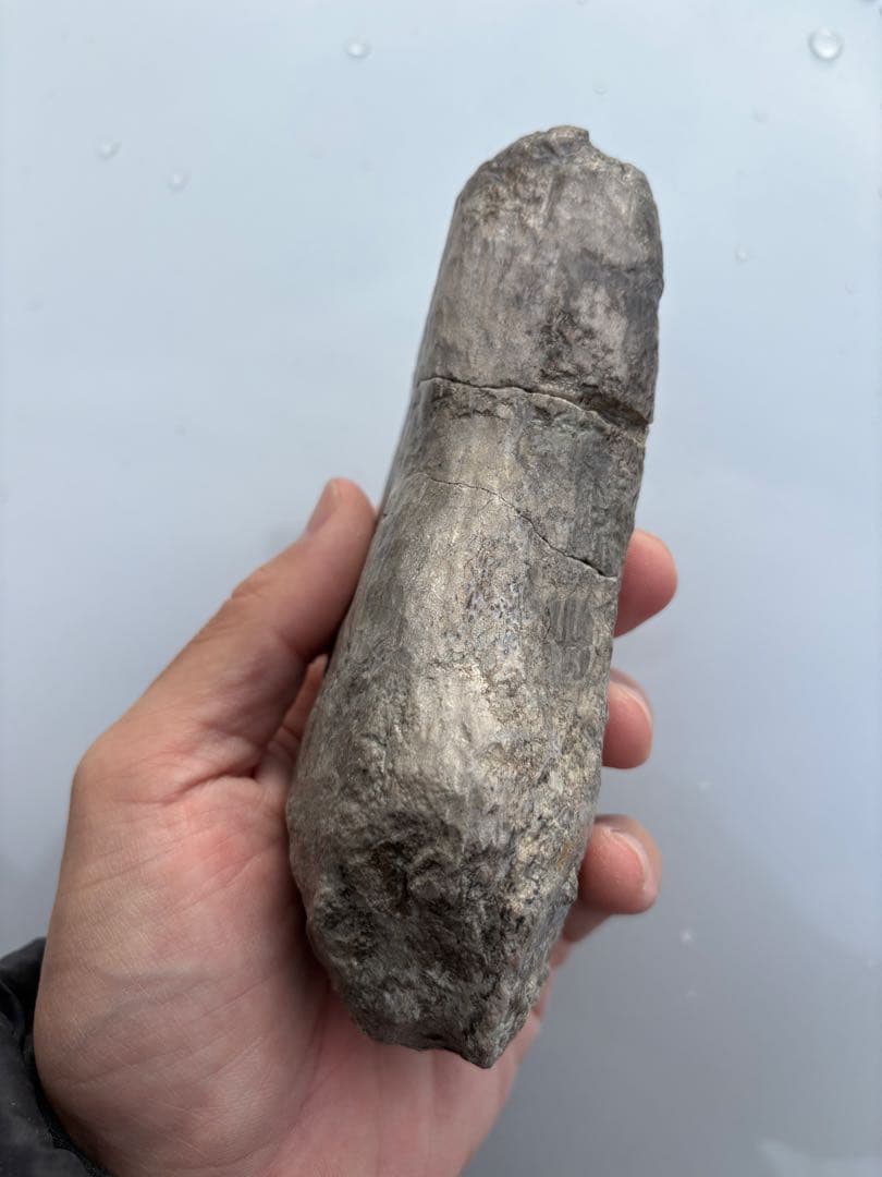 ジュラ紀のアンキロサウルスの棘　化石　恐竜