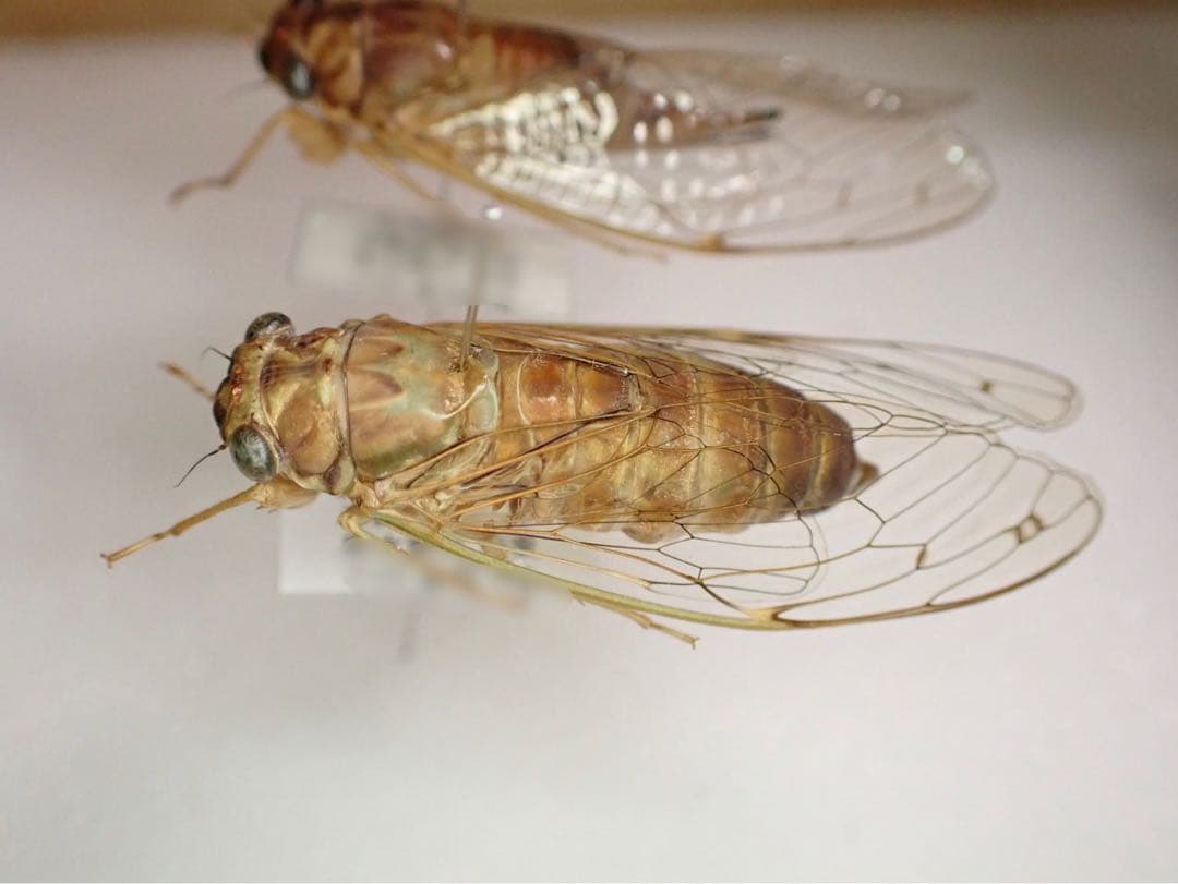 ダイトウヒメハルゼミ ペア 標本