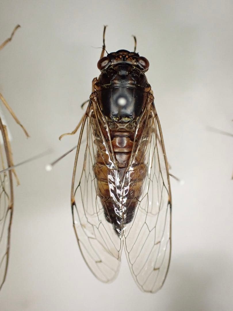 ダイトウヒメハルゼミ ペア 標本