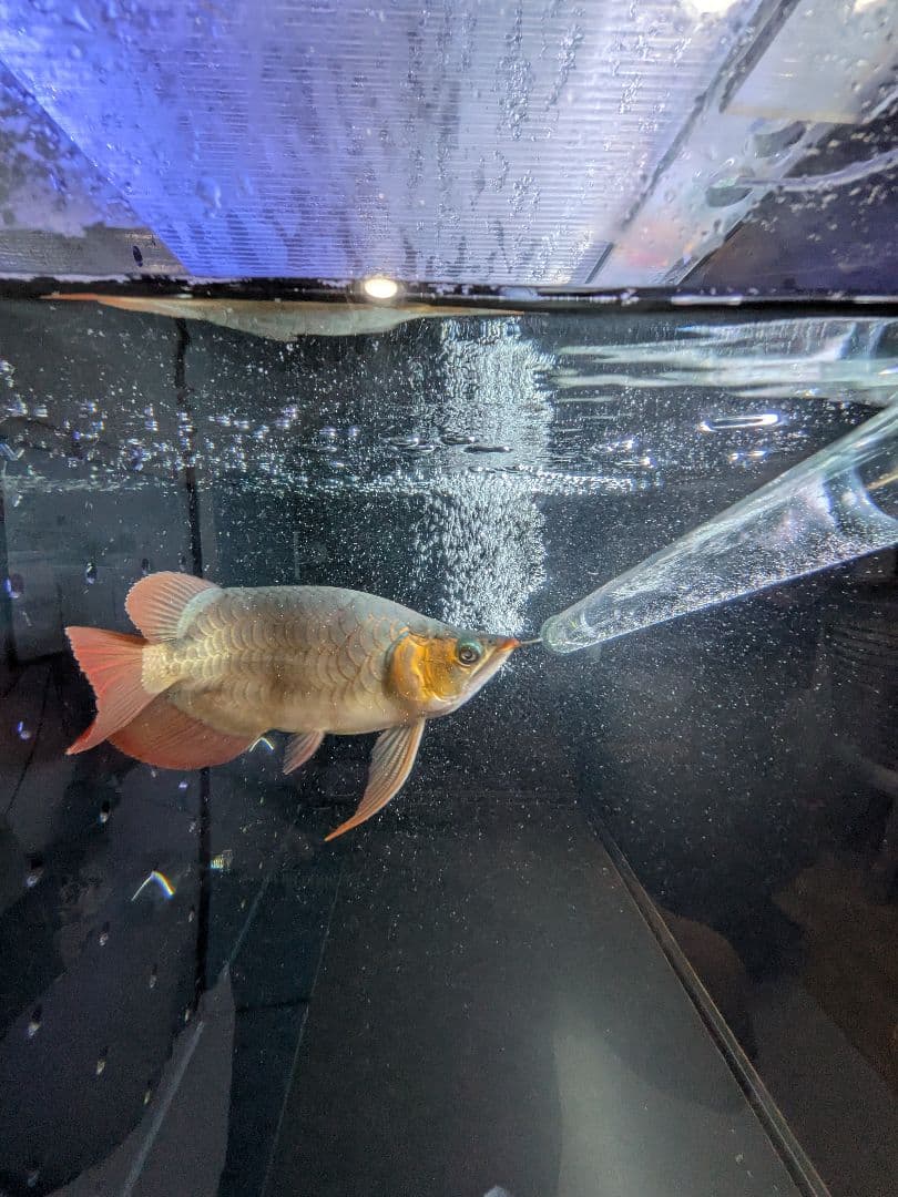 希少 水中蛍光灯 30w アロカフェ製 テンニング 色あげ アロワナ　日生