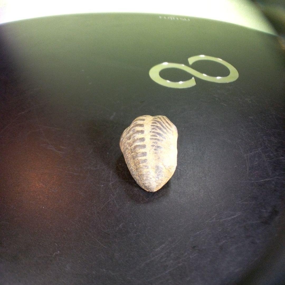 三葉虫　化石　fossil　ボリビア産　trilobite　ノジュール種類⑦