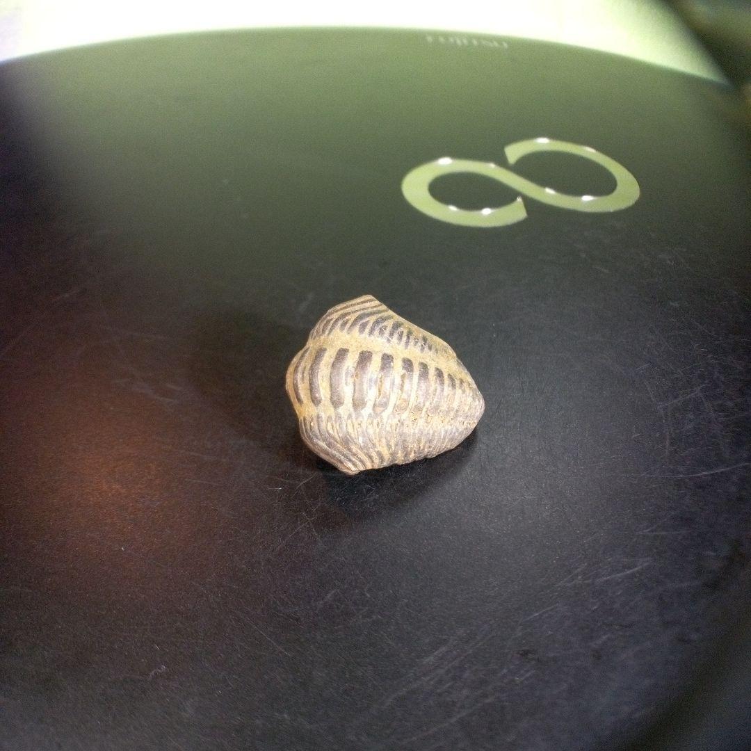 三葉虫　化石　fossil　ボリビア産　trilobite　ノジュール種類⑦
