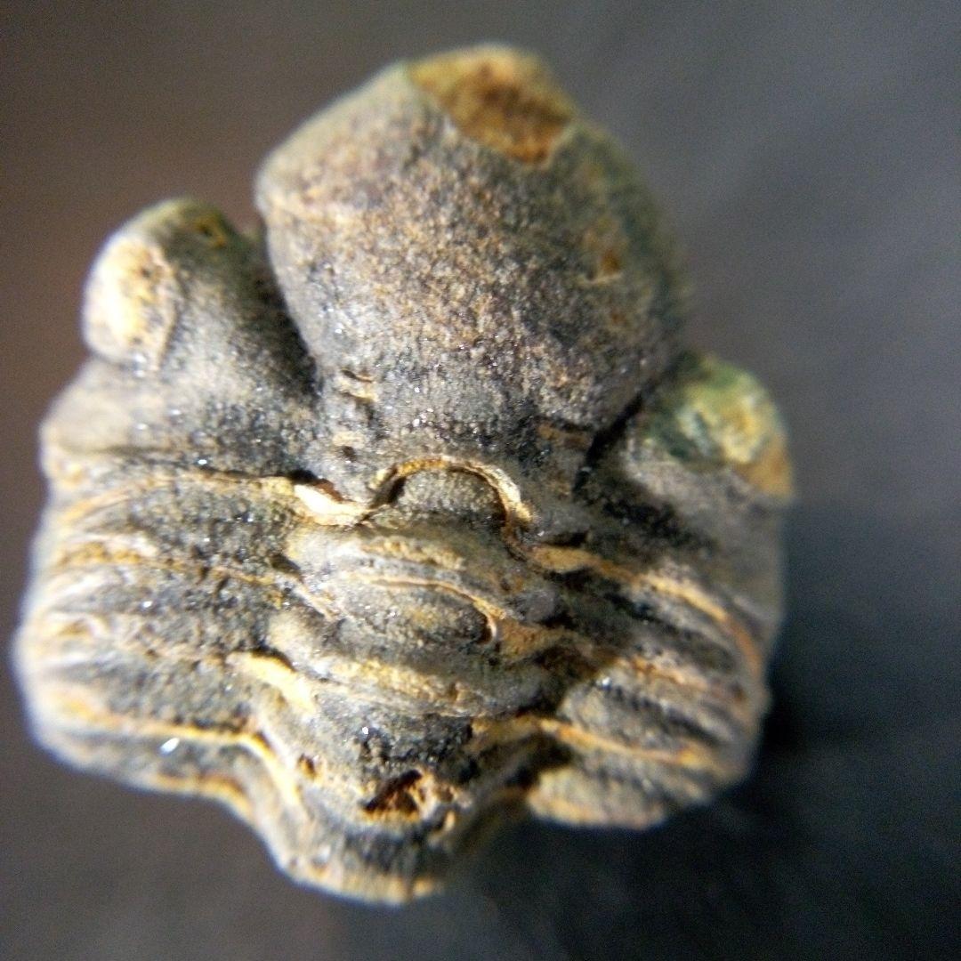 三葉虫　化石　fossil　ボリビア産　trilobite　海生動物個体①