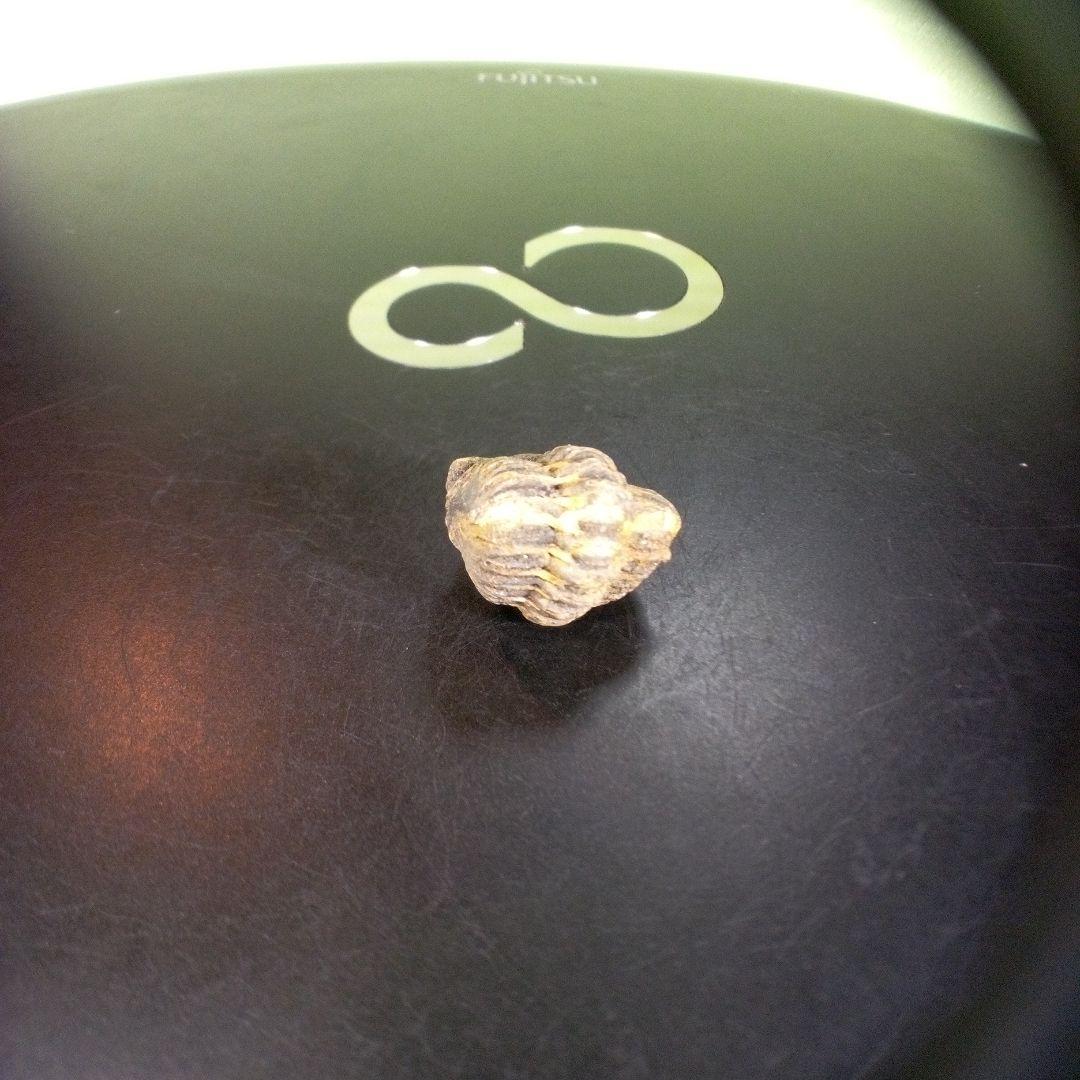 三葉虫　化石　fossil　ボリビア産　trilobite　海生動物個体①