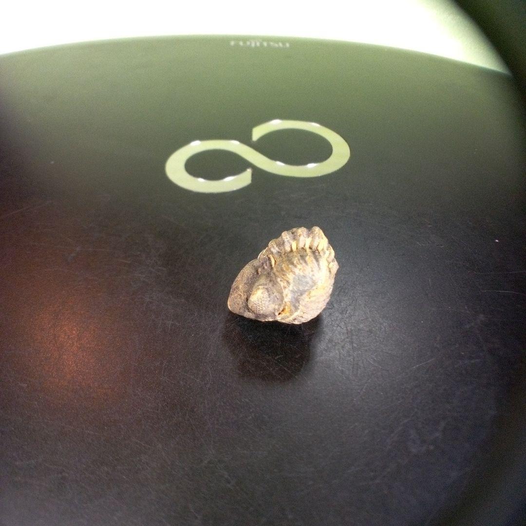 三葉虫　化石　fossil　ボリビア産　trilobite　海生動物個体①