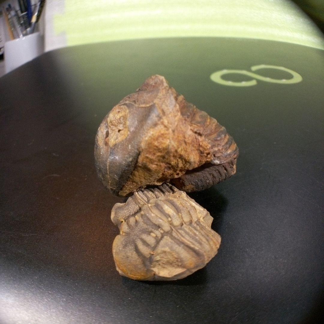 三葉虫　化石　fossil　ボリビア産　レア　Fossil識別⑨　２個セット