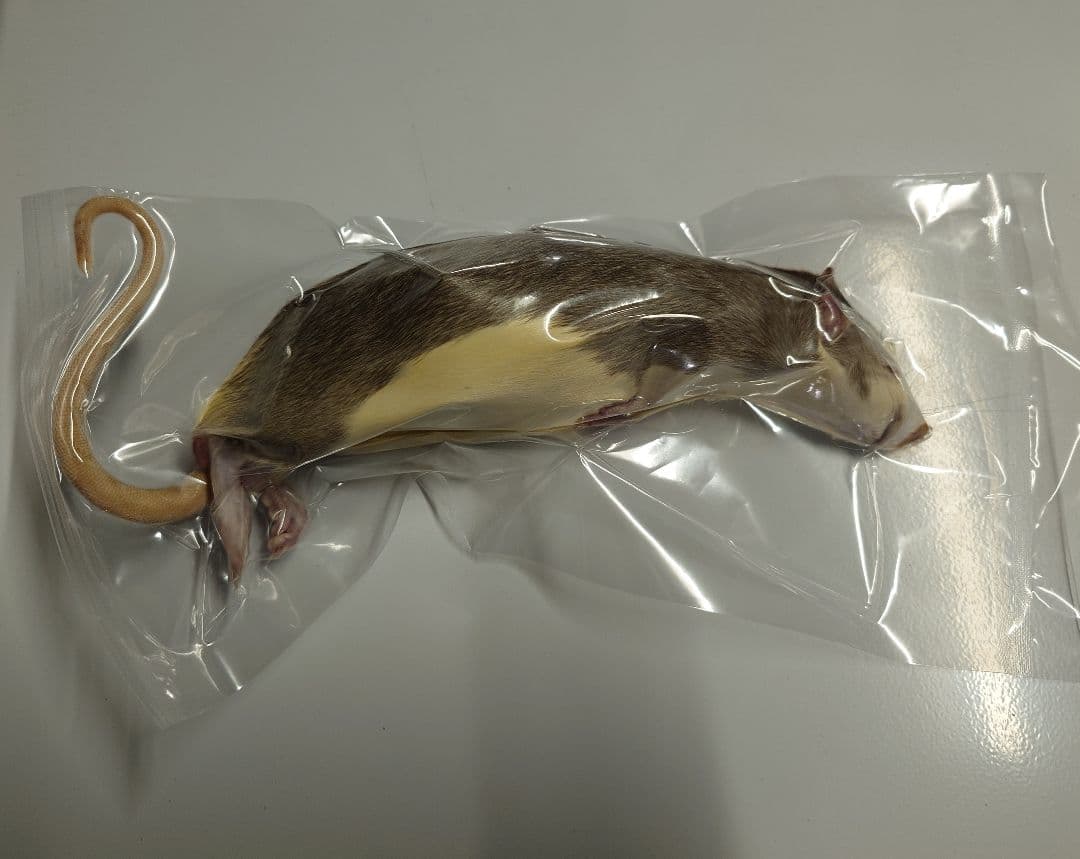 個包装 冷凍ラット 200匹セット 100~130g