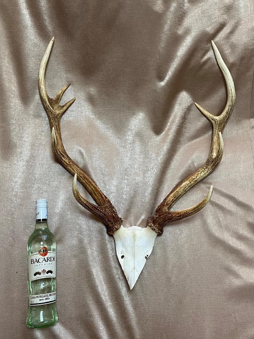 蝦夷鹿　角　No.4