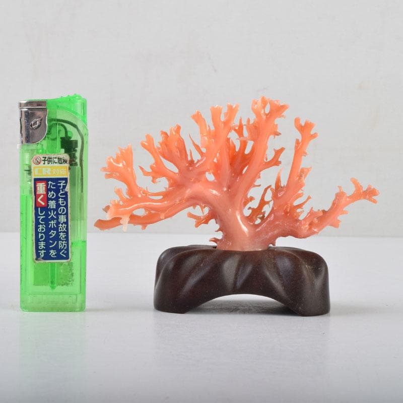 中国　赤珊瑚　サンゴ　置物　唐木台・ケース付　V　9075