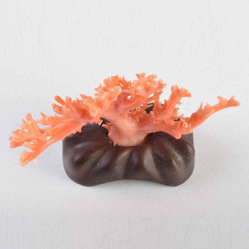 中国　赤珊瑚　サンゴ　置物　唐木台・ケース付　V　9075