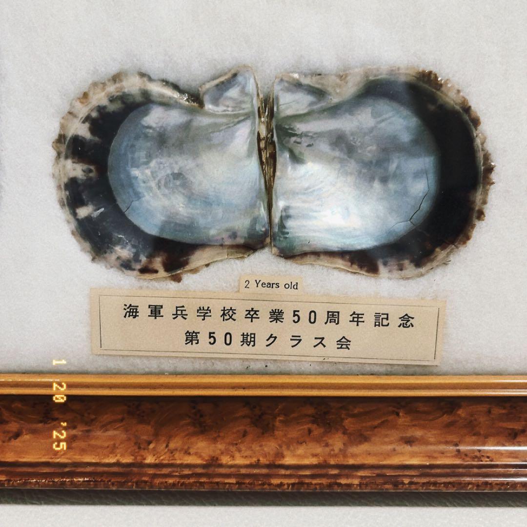 真珠標本 50周年記念