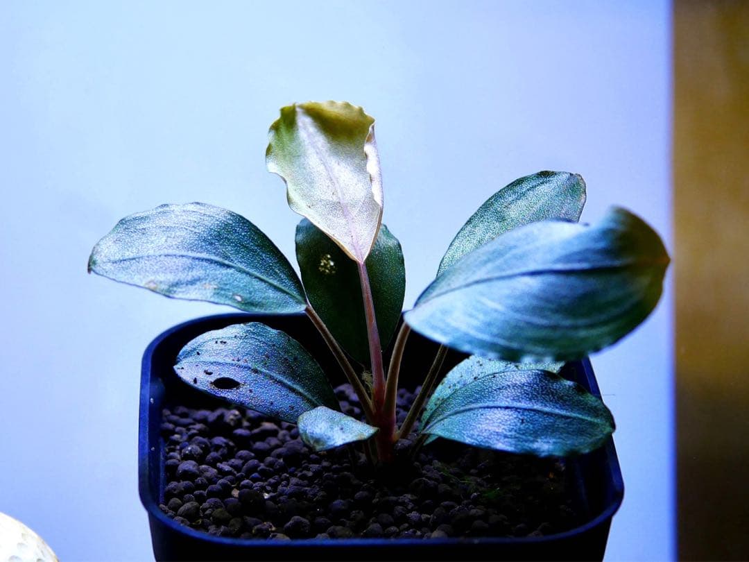 《激美＆レア》ブセファランドラ『Pandora Variant』【完全水中葉】