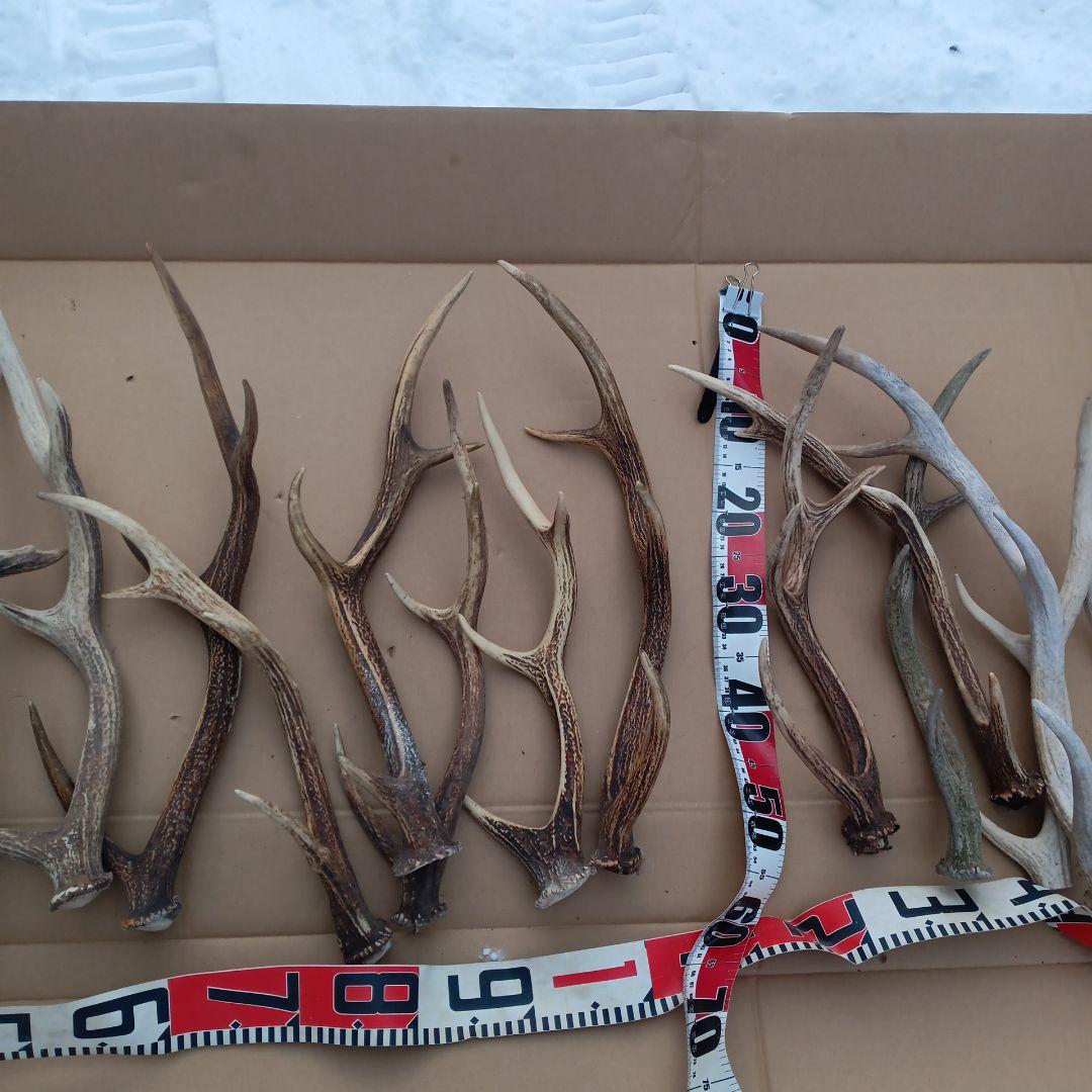 鹿の角 犬のおもちゃ 工芸品などにどうぞ ２２番