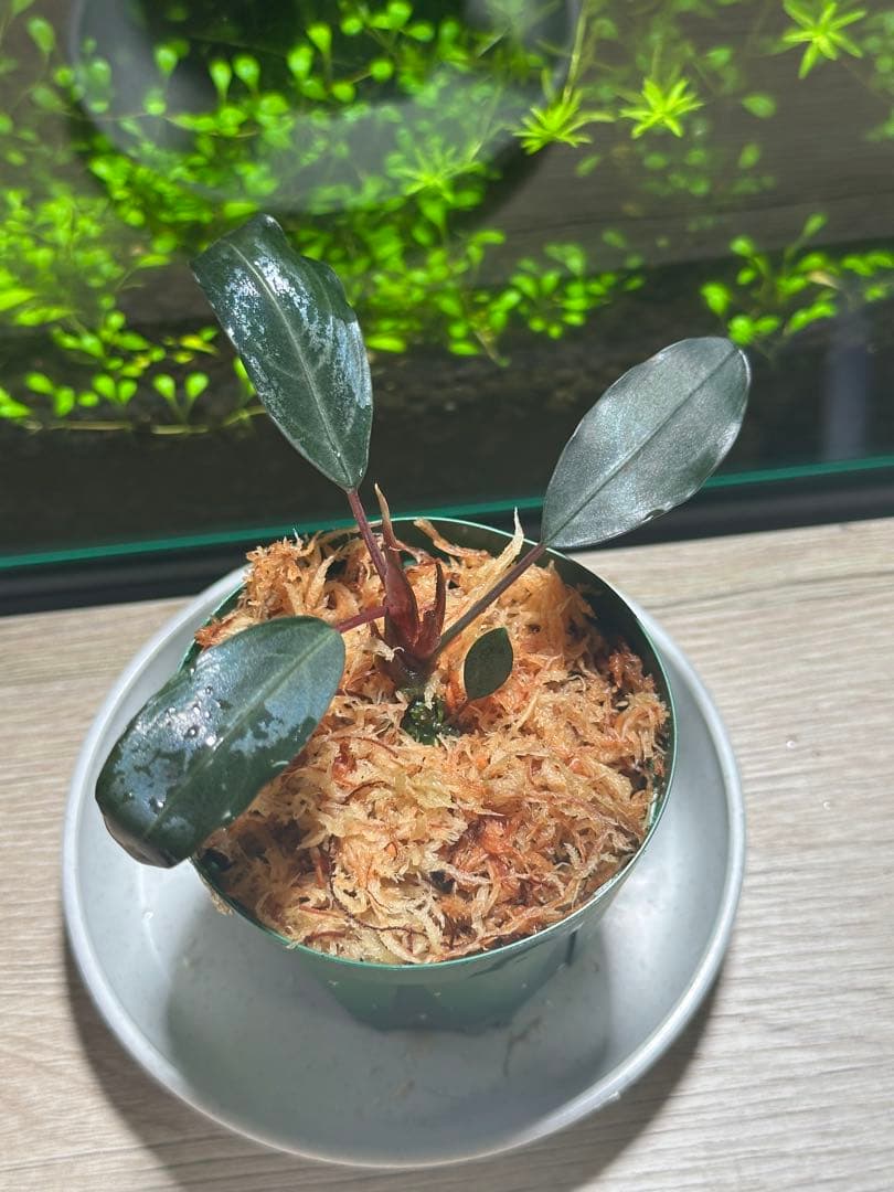 Bucephalandra sp.”Dark gray“【TB便】