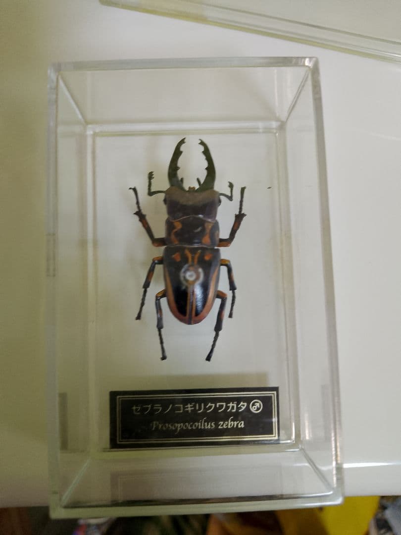 デアゴスティーニ　世界の昆虫シリーズ　コレクション　原寸大標本　５０匹