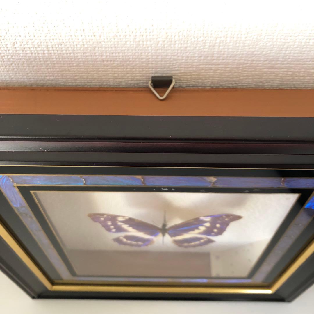 サ*ヤ様 キプリスモルフォ蝶 コロンビア 標本 額縁入り