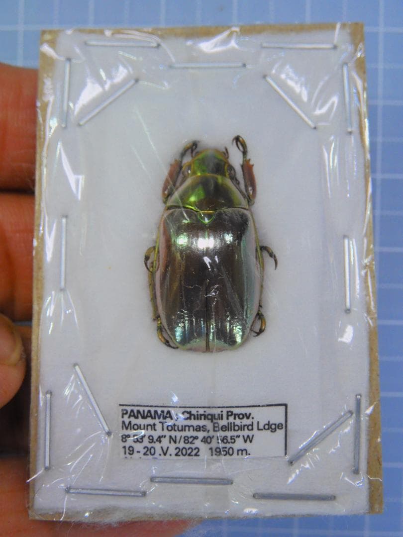 パナマ産　オプティマプラチナコガネ　24mm