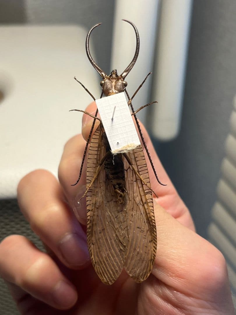 オオアゴヘビトンボ 産 奇蟲 タランチュラ ムカデ 標本 昆虫標本