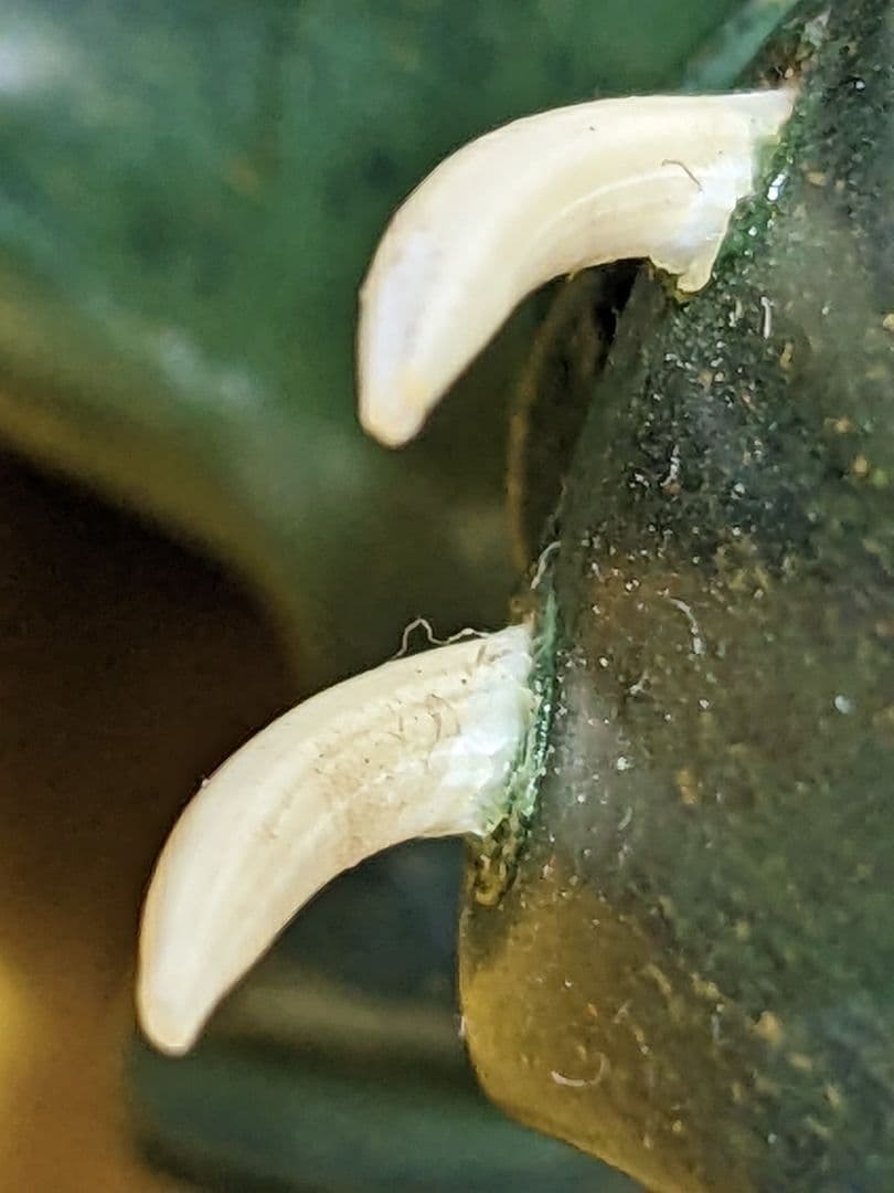 ♦VERDITE バーダイト 象彫刻置物飾り 南アフリカ共和国産 宝飾品 レア物