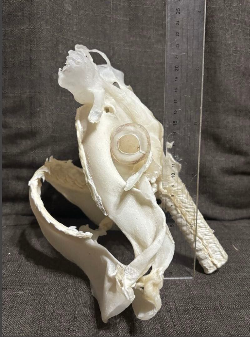 タイガーシャーク頭骨標本