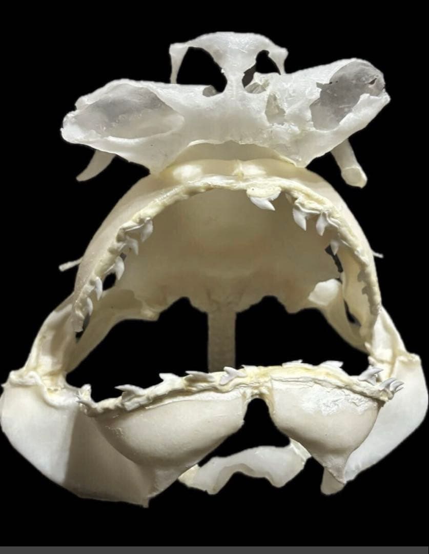 タイガーシャーク頭骨標本