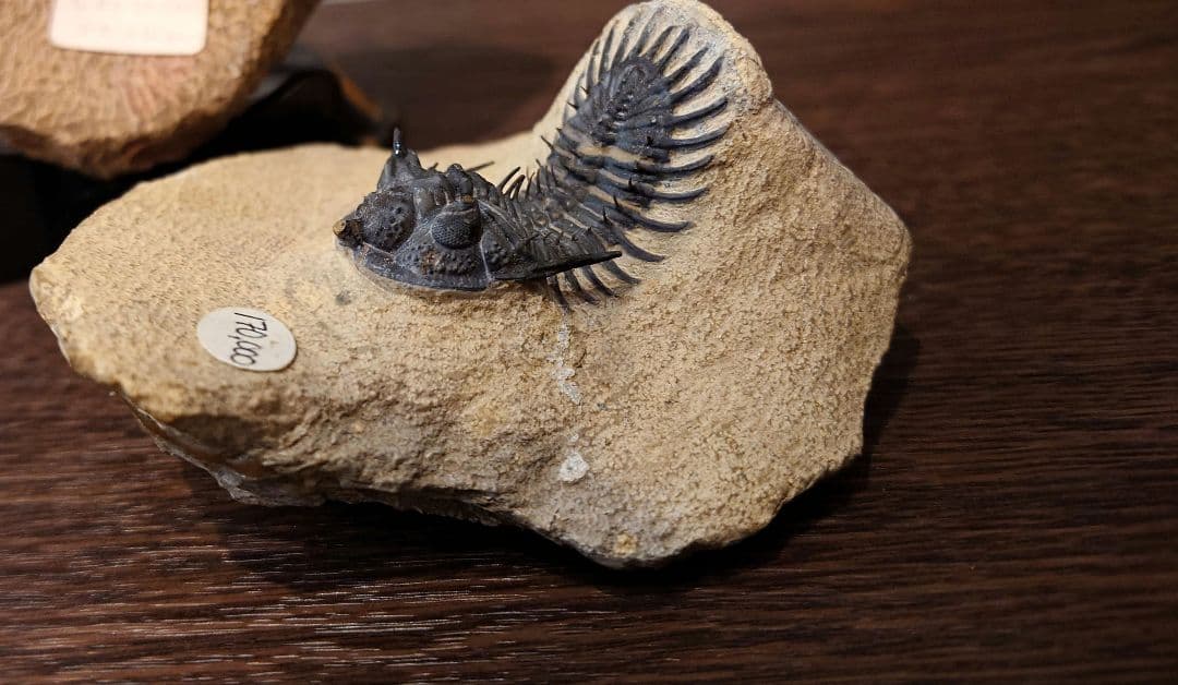 三葉虫　化石　ワリセロプス