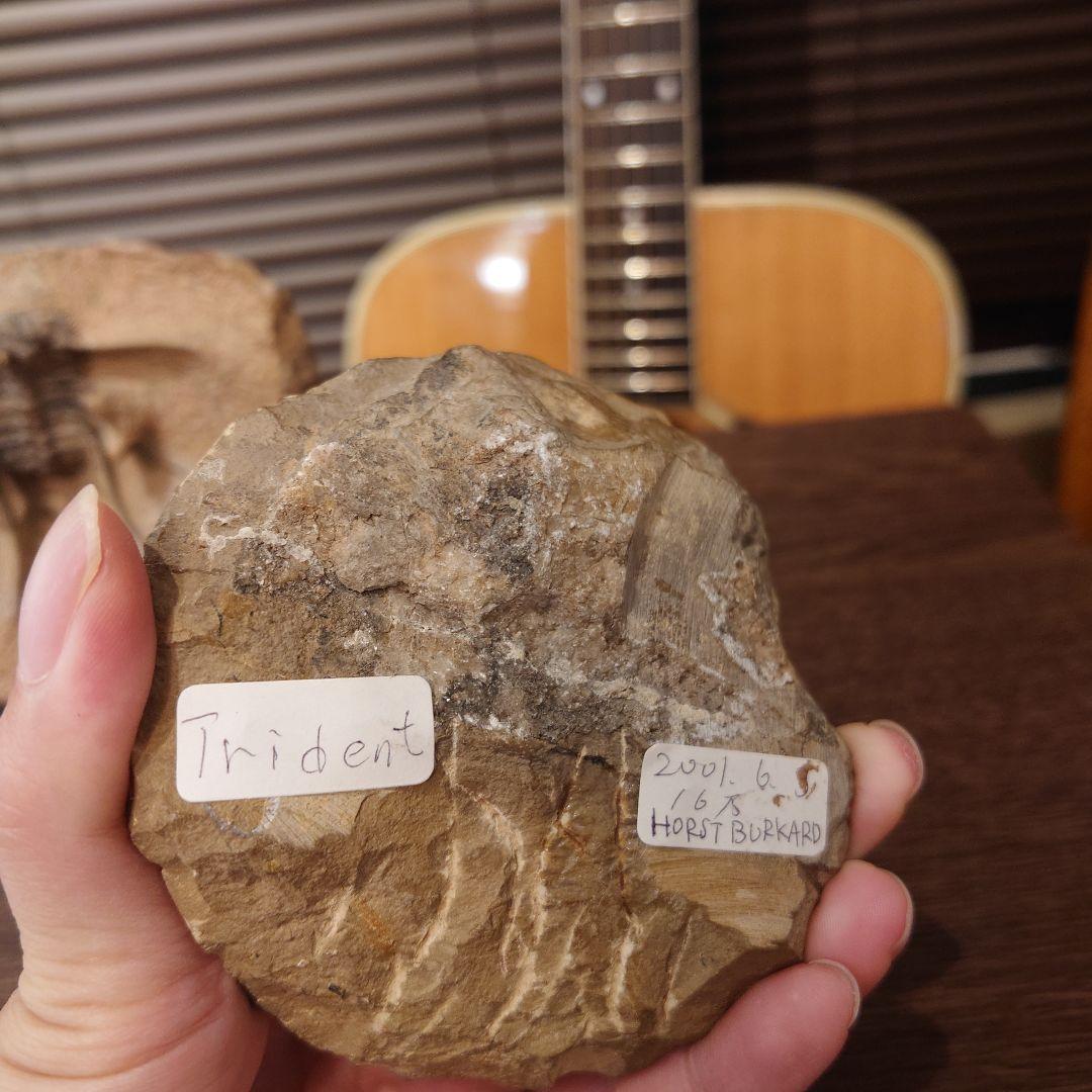 三葉虫　化石　ワリセロプス