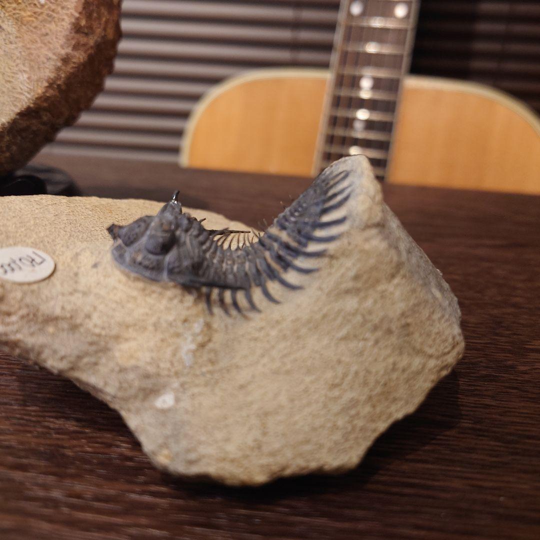 三葉虫　化石　ワリセロプス