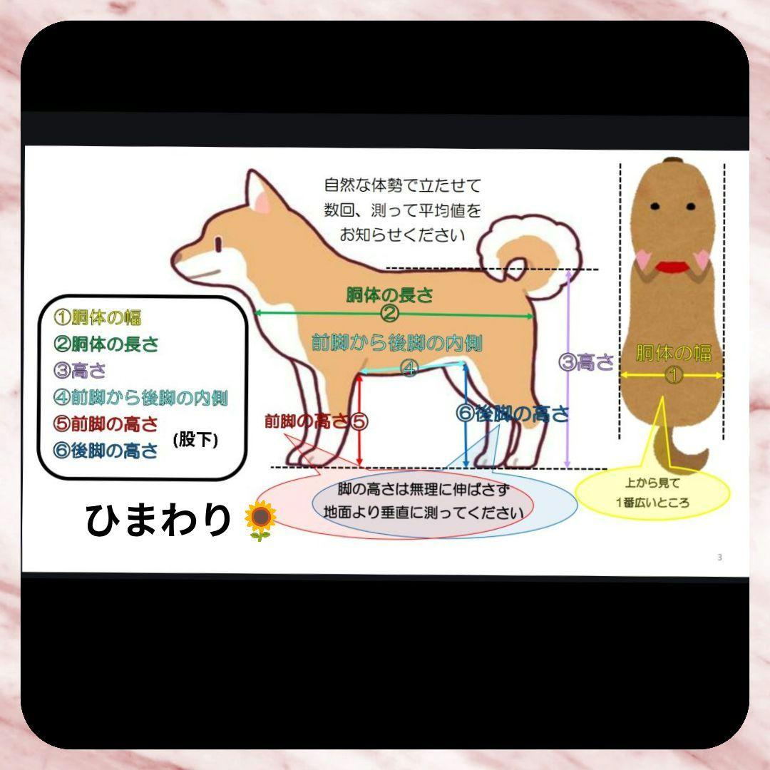 M.ダックス等4輪　リハビリ　食事補助　犬用車椅子　介護用　犬の歩行器