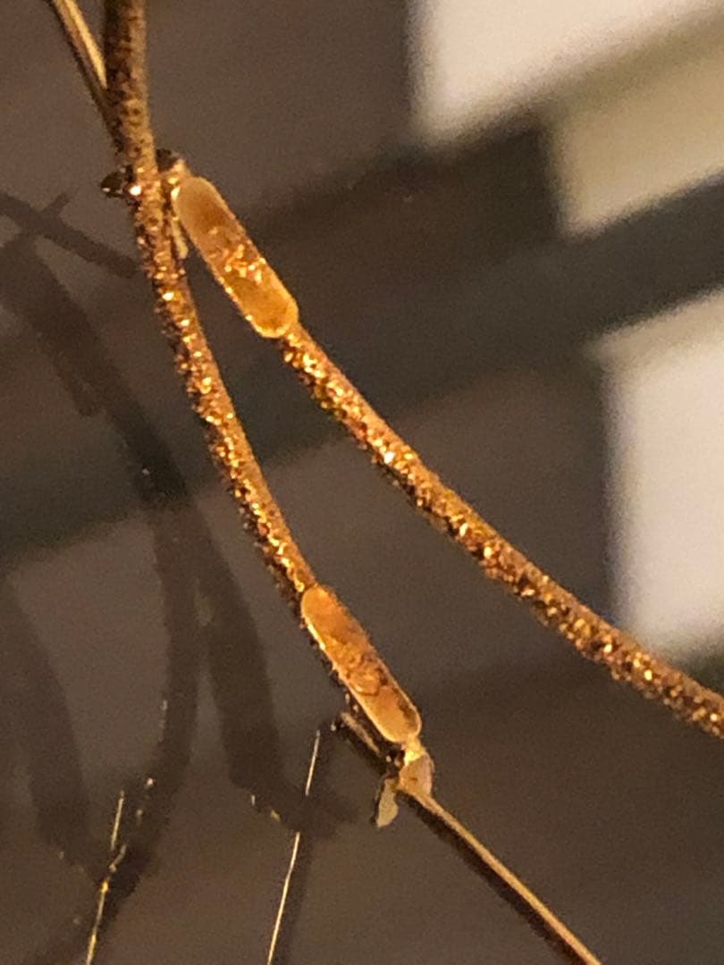 スタージュエリー K18YG フープピアス 両耳用