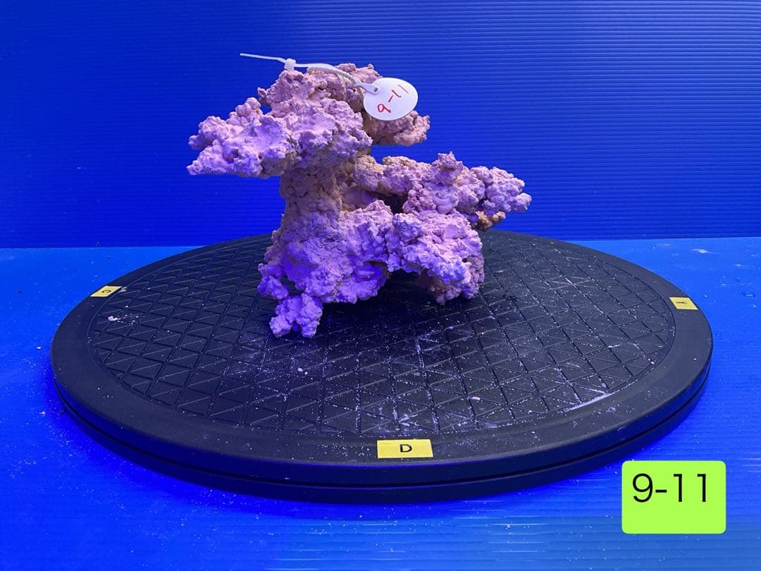 人工ライブロック　No.11 無害化処理済