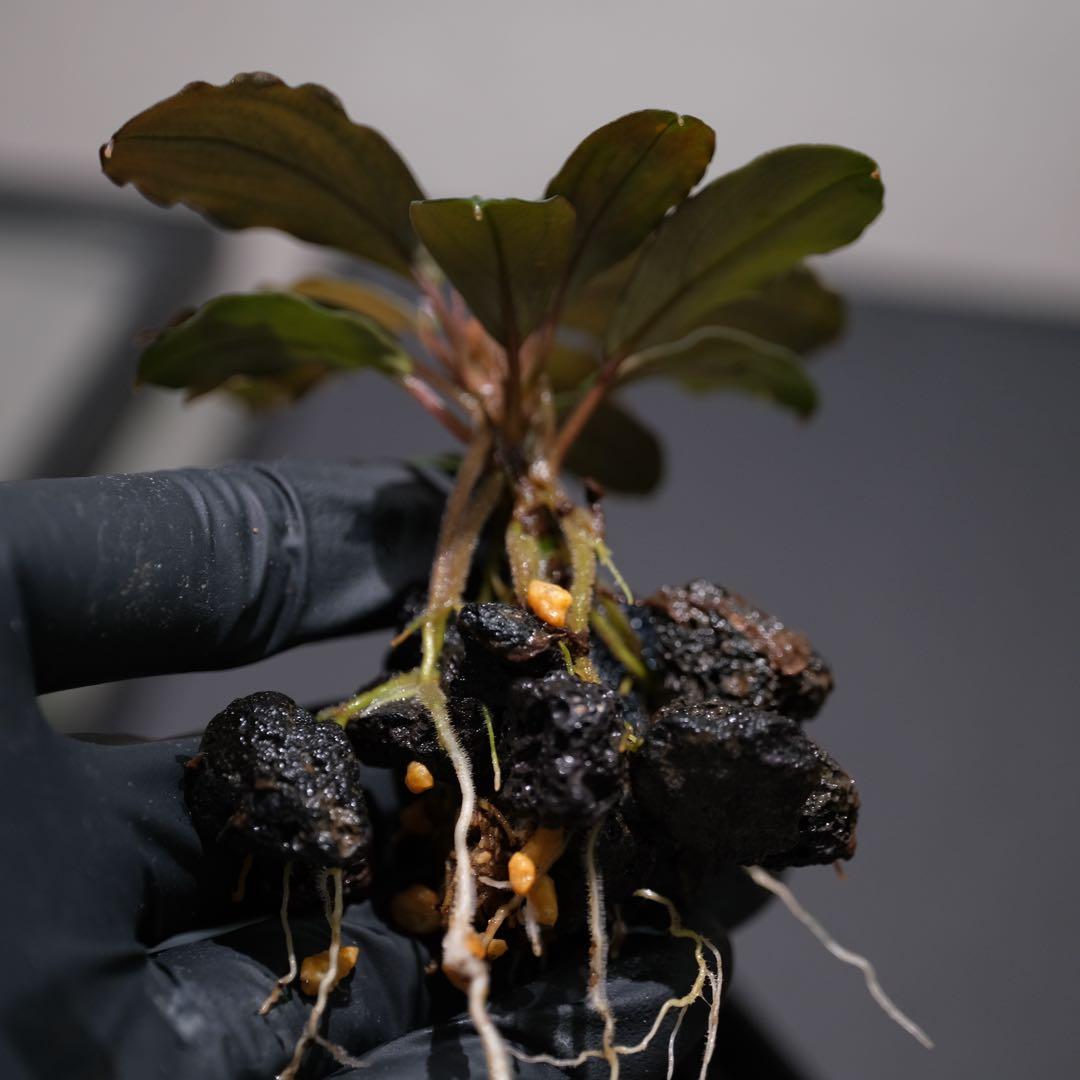 807さんBUCEPHALANDRA 光沢優先