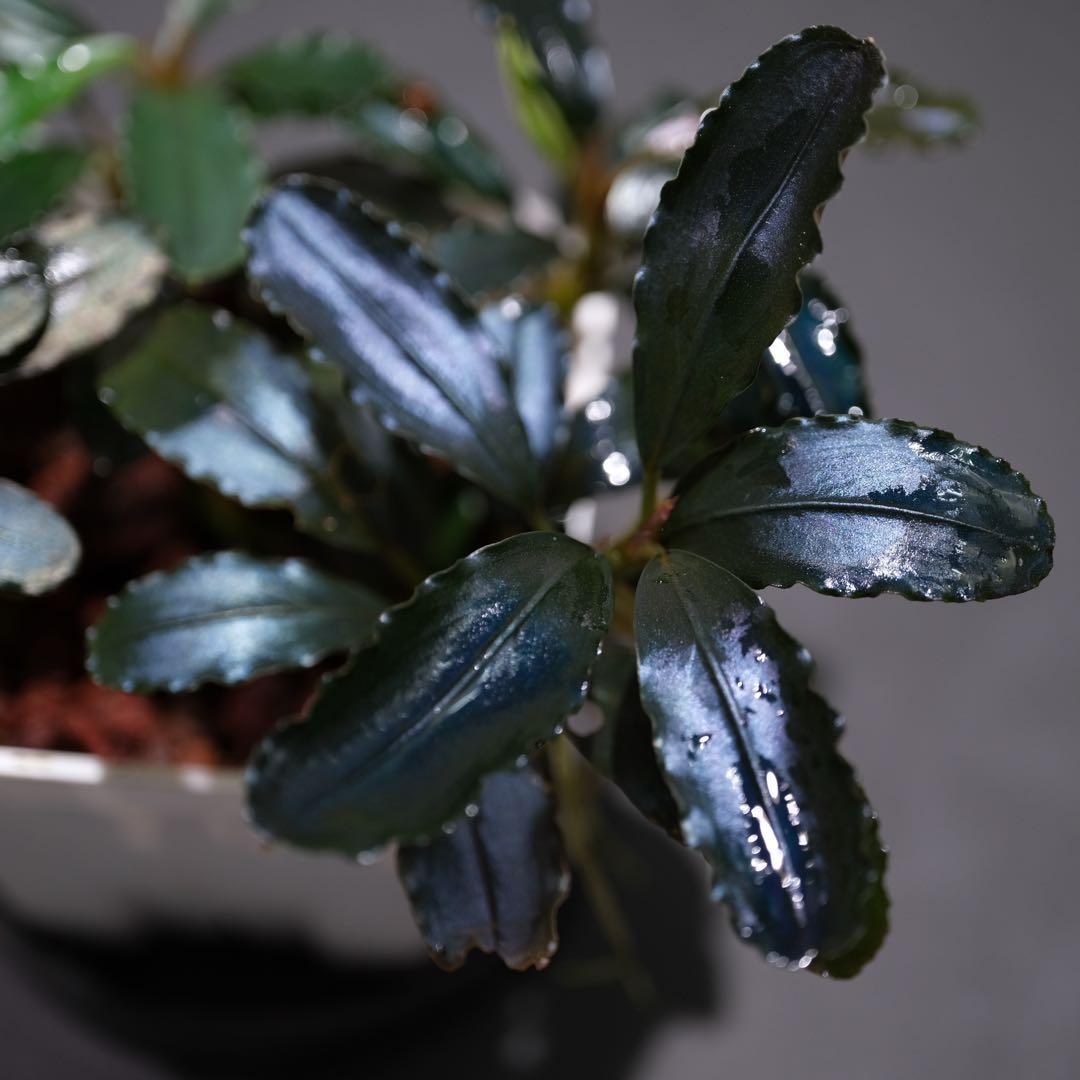 807さんBUCEPHALANDRA 光沢優先