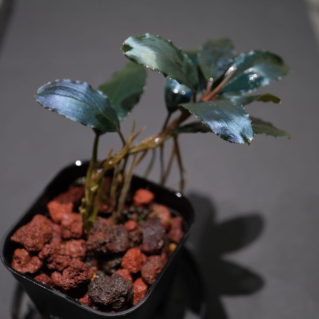 807さんBUCEPHALANDRA 光沢優先