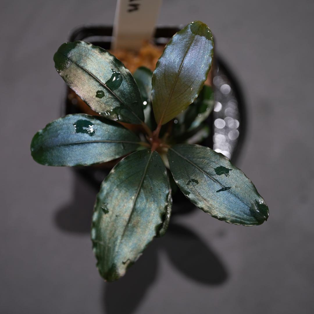 807さんBUCEPHALANDRA 光沢優先