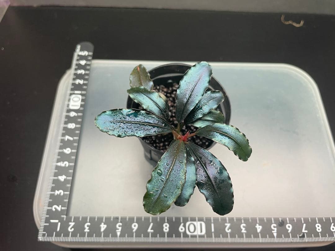 こ*ん様 ブセファランドラsp Galaxy llic midnight