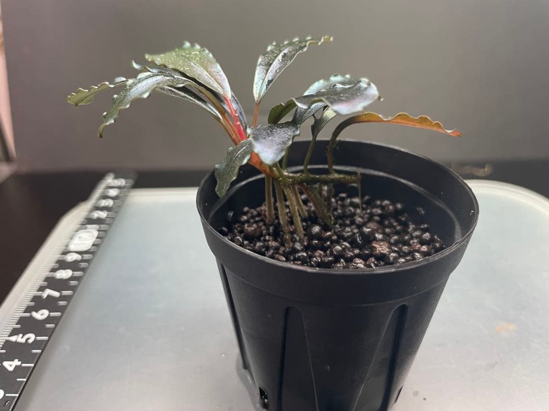 こ*ん様 ブセファランドラsp Galaxy llic midnight