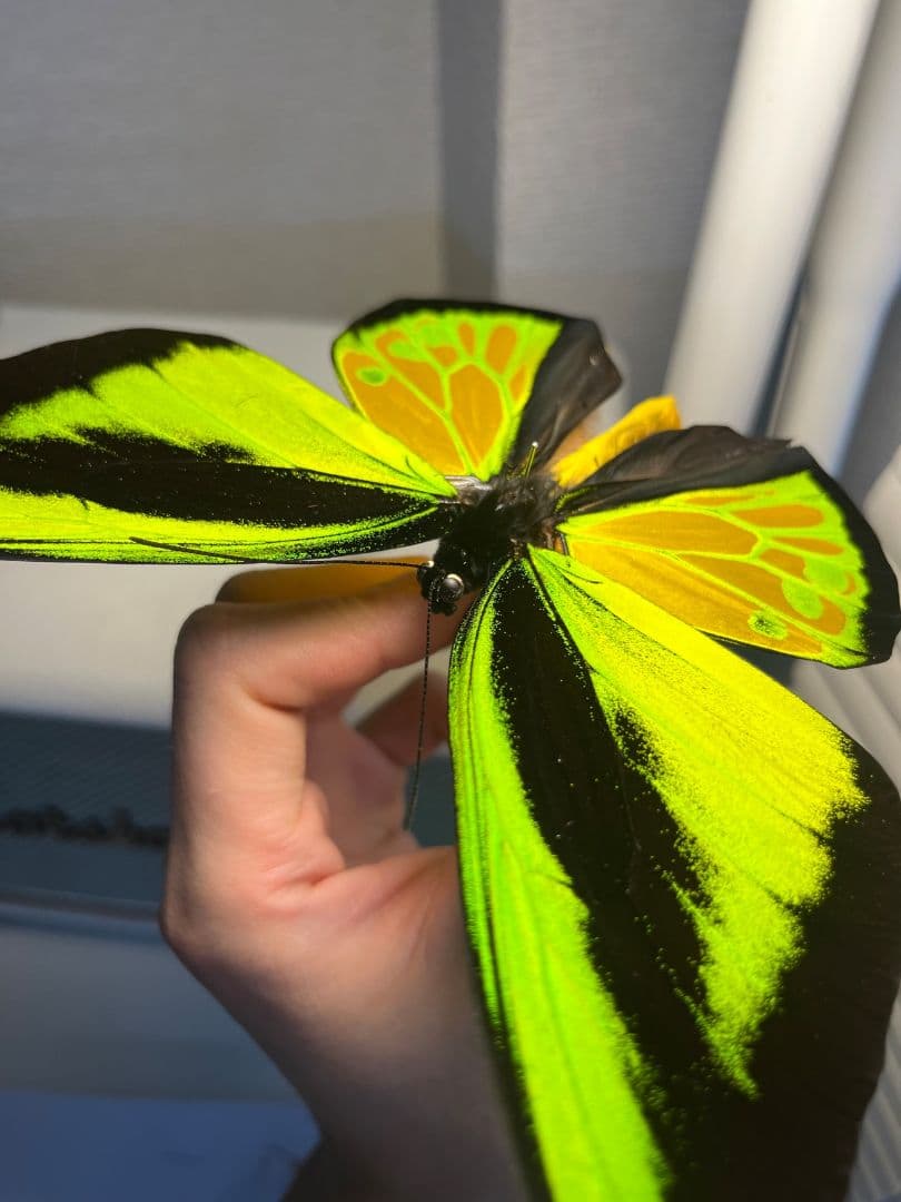 【蝶最大級】ゴライアストリバネアゲハ 外国産蝶標本 蝶 標本メガネトリバネアゲハ