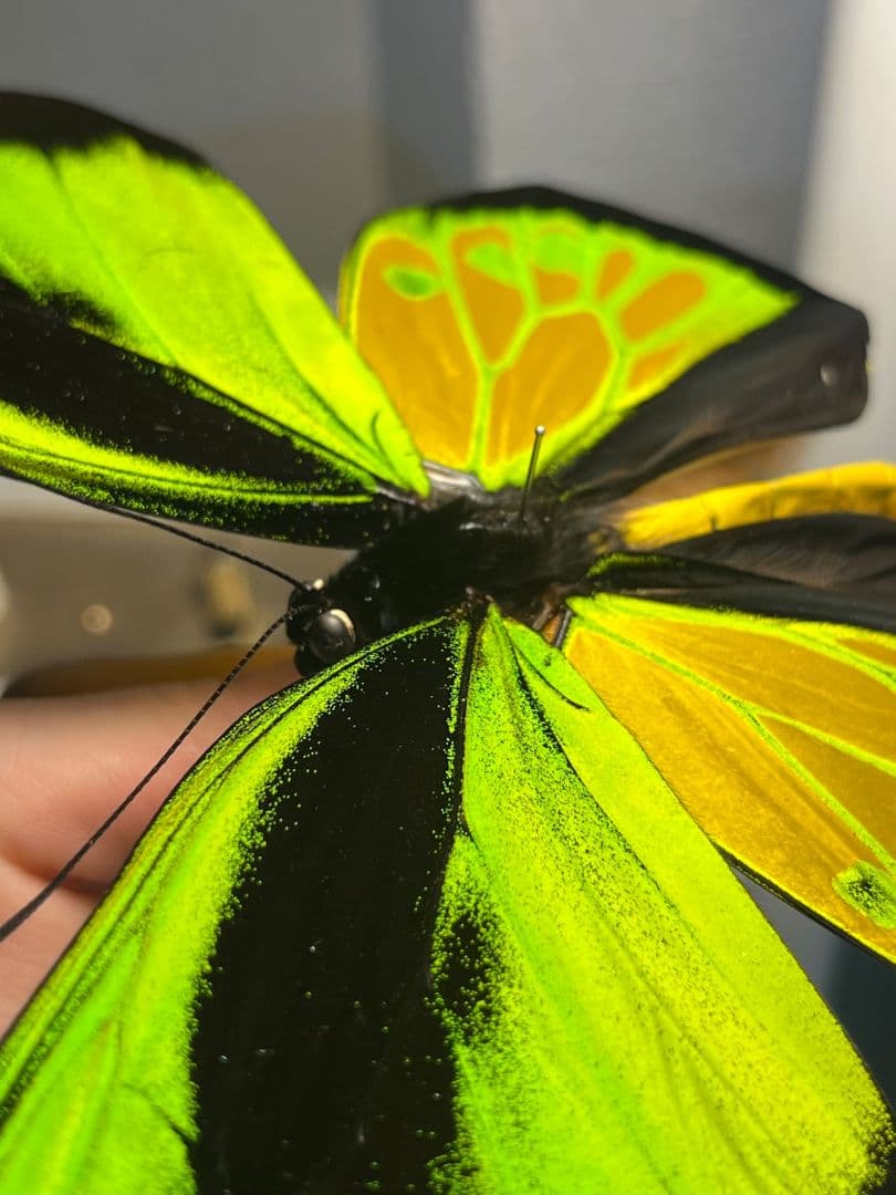 【蝶最大級】ゴライアストリバネアゲハ 外国産蝶標本 蝶 標本メガネトリバネアゲハ