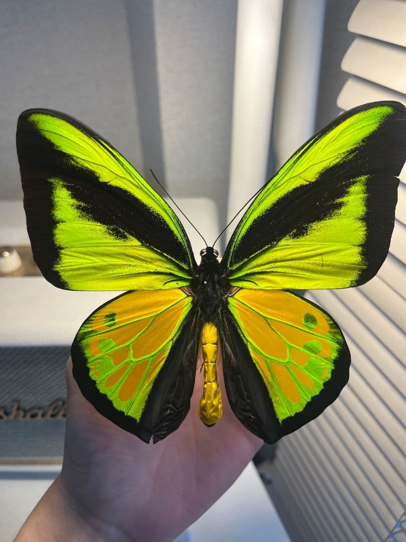 【蝶最大級】ゴライアストリバネアゲハ 外国産蝶標本 蝶 標本メガネトリバネアゲハ