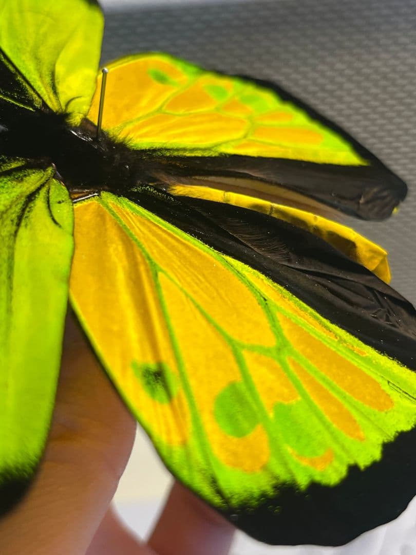 【蝶最大級】ゴライアストリバネアゲハ 外国産蝶標本 蝶 標本メガネトリバネアゲハ