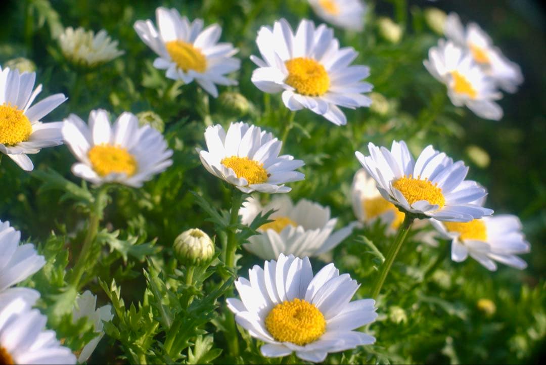 銘・改造レンズ・ドイツ製Steinheil Cassar 75mm 2.8