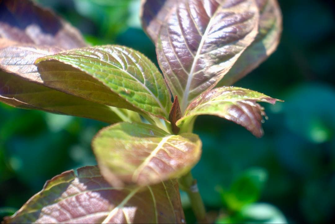 銘・改造レンズ・ドイツ製Steinheil Cassar 75mm 2.8