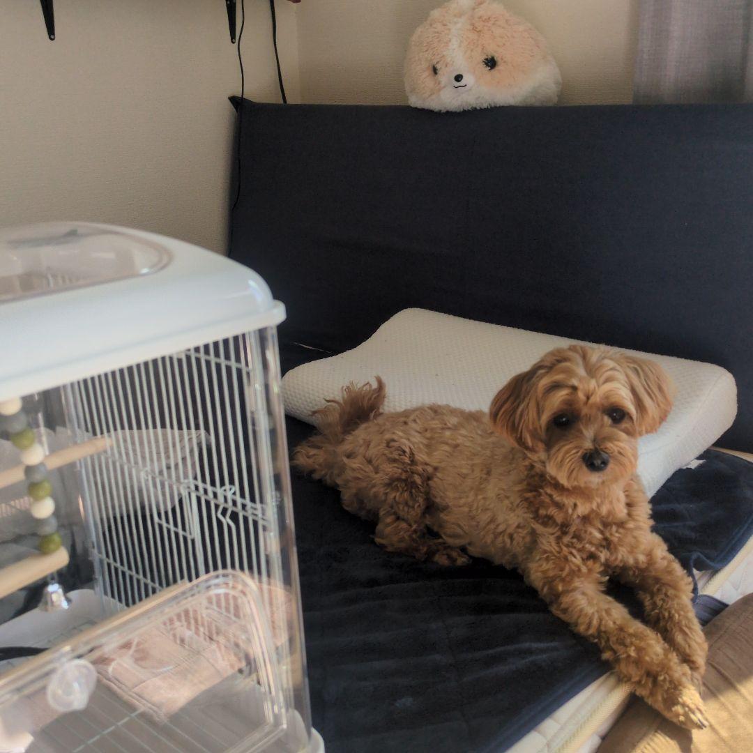 SANKO　クリアバード 35WH