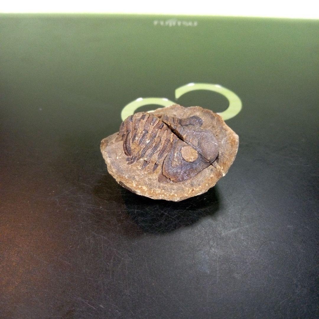 三葉虫　化石　fossil　ボリビア産　trilobite　三葉虫判別➁