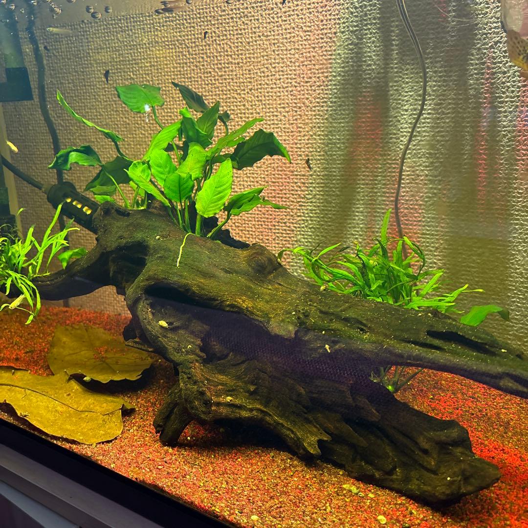 水草活着流木 アヌビアス・キングコング ミクロソリウム・トライデント