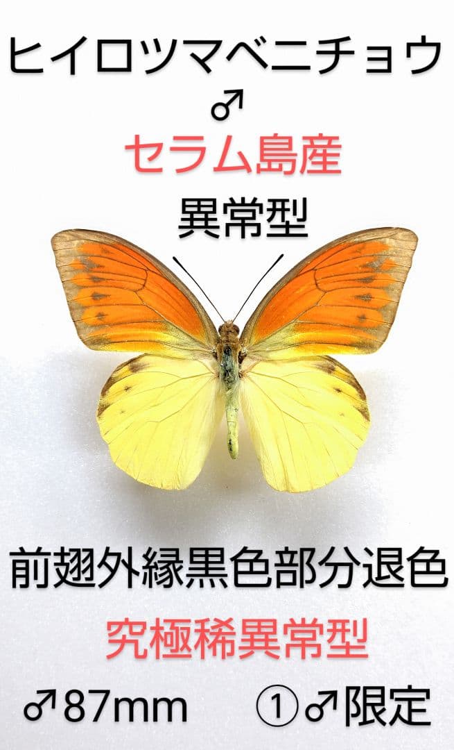 新春価格‼️ヒイロツマベニチョウ♂究極異常型標本★セラム島★ 凄異常型美麗
