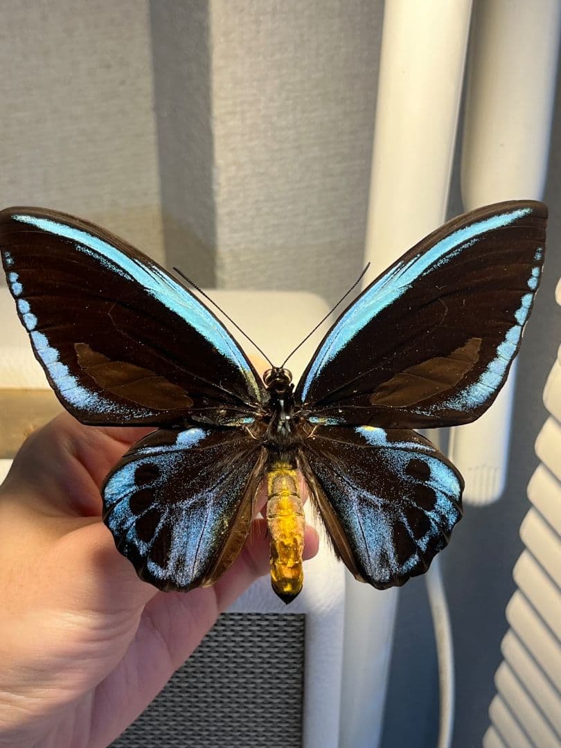 アオメガネトリバネアゲハ 外国産蝶標本 モルフォ 蝶 標本 野外採集品 蝶の標本