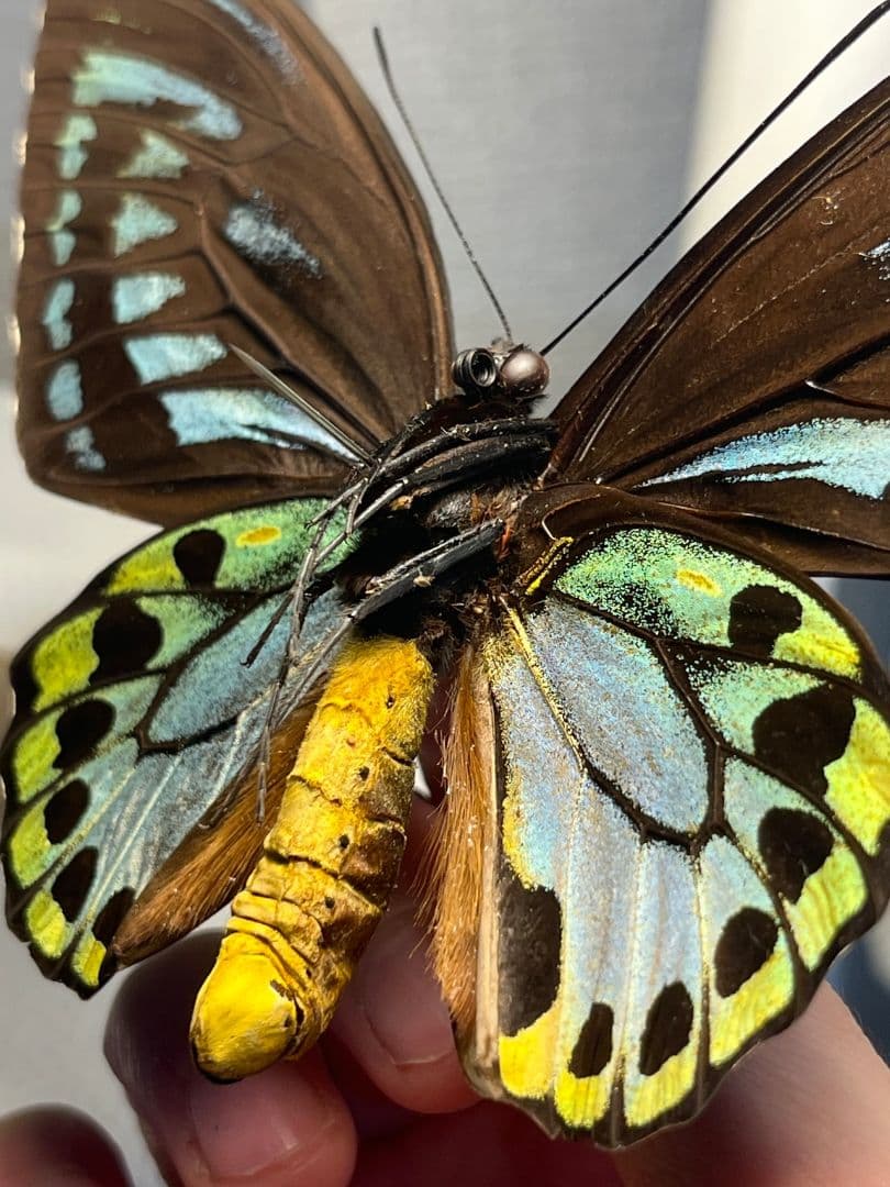 アオメガネトリバネアゲハ 外国産蝶標本 モルフォ 蝶 標本 野外採集品 蝶の標本